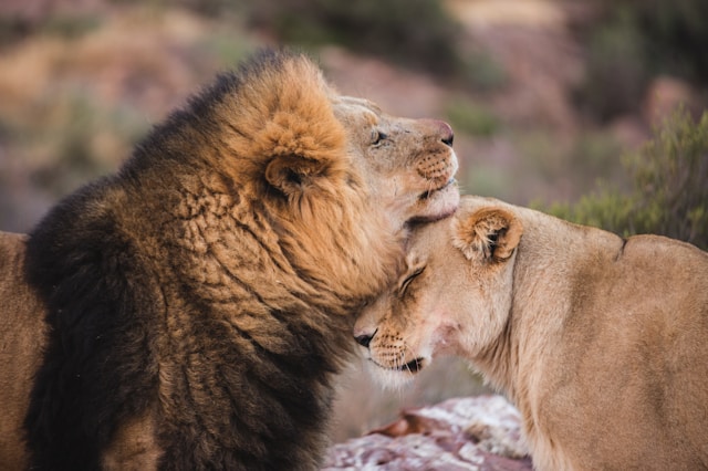 12 Day Romantic Honeymoon Tanzania Safari & Zanzibar Escape